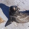 Seals at Santa Cruz Waterfront United States Picture