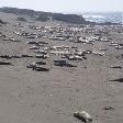 Seals at Santa Cruz Waterfront United States Photo Sharing