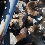 Seals at Santa Cruz Waterfront United States Trip Adventure