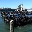 Pier 39 San Francisco United States Holiday Pictures