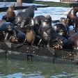 Pier 39 San Francisco United States Photographs