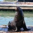 Pier 39 San Francisco United States Vacation Photo