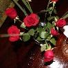 Red Roses Arusha Coffee Lodge