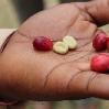 Arusha Tanzania Peeled Coffee Beans before roasting