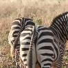 Zebra's Tarangire National Park