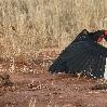 Southern Ground Hornbill Tarangire NP