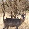 Female Waterbuck at Tarangire National Park