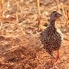 Red-Necked Spurfowl Tarangire NP