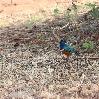 Superb Starling Tarangire NP