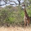 Giraffes at Tarangire National Park