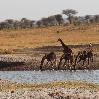 Giraffes Drinking at Tarangire NP Tanzania