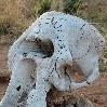 Elephant Skull Tarangire NP, Manyara Tanzania