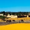 Photo Camels Marrakesh Morocco