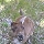 Feeding the roo's Australia