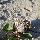 Coconuts on Blacks Beach Australia