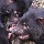 Tasmanian Devils at Tasmania Zoo in Launceston Australia