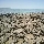 The stromatolites of Shark Bay Australia
