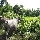 Cows on the road to the river Laos