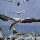 The gannets on Point Danger Australia