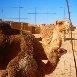 Camels in the Sahara Algeria Africa