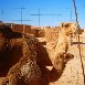 Camels in the Sahara Algeria
