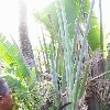 Drinking water from the plants Madagascar