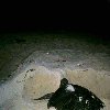 Photos of the turtles in Cayo Largo. Cuba