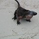 Photo of an iguana at the Bahamas. Bahamas