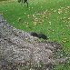 Photo of a Black Squirrel in Niagara Falls. Canada