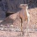 A camel in the desert, Egypt. Egypt