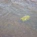 Elephant poo in the river, India. India