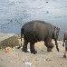 Elephant walking to the water for its bath. India