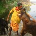 Photos of a baby elephant in India. India