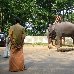 Ready for an elephant ride in Kerala. India
