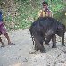 Pictures of a baby elephant getting a bath in India. India