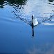 Beautiful swan in Nottingham, United Kingdom. United Kingdom