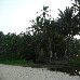 The palm trees of Parque Tayrona, Colombia. Colombia