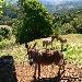 Spa Views Donkeys, Sassy, Tassy and Uri over looking the valley below Australia