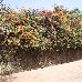 Flowering bougainvillea at Ile de Goree, Senegal Senegal