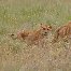 Photos of lion cubs in Serengeti National Park in Tanzania Tanzania