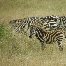 Zebra photos Serengeti National Park in Tanzania Tanzania