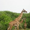 Giraffe's in Serengeti National Park in Tanzania Tanzania