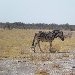Picture of a zebra in Etosha National Park, Namibia Namibia