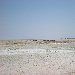 Salt lakes in Etosha National Park, Namibia Namibia