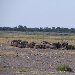 Group of resting wildebeests in Etosha National Park, Namibia Namibia