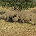Photos of Rhino in Etosha National Park, Namibia Namibia