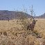 Photos of Etosha National Park, Namibia Namibia