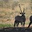 Photo of two gemboks in Etosha National Park, Namibia Namibia