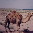 Camel in the desert of Iraq Iraq Middle East