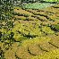 Ricefields in Bhutan Bhutan